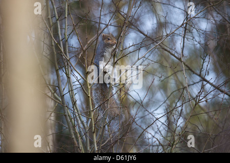 Uno scoiattolo grigio si arrampica su un albero in cerca di cibo in un tipico bosco britannica, a Bourne Woods, Lincolnshire, Regno Unito Foto Stock