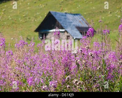 Les pres piani,Saint Sorlin,Haute Savoie,Francia Foto Stock