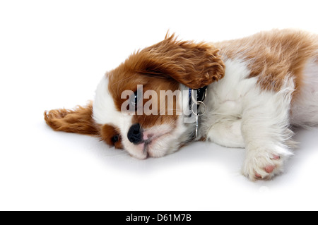 Chiudere orizzontale di un colorato Blenheim Cavalier King Charles Spaniel cucciolo su uno sfondo bianco. Foto Stock