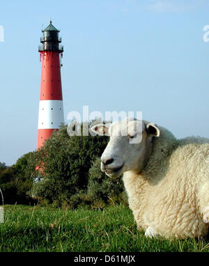 (Dpa) FILE - Un archivio foto, datata 10 settembre 2005, mostra un pascolo di ovini in un campo vicino a un faro a Nord Frisone isola di Pellworm, Germania. Il faro, che dispone di una speciale camera di nozze, ospiterà il 3333rd cerimonia di nozze su Sabato, 28 aprile 2012. Foto: Soehnke Moehl Foto Stock