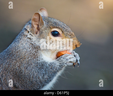 Close-up di un grigio orientale scoiattolo (Sciurus carolinensis) mangiando una nocciola, soft focus giallo sfondo marrone.