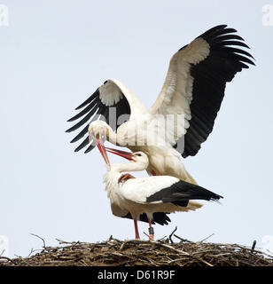 Un paio di cicogna bianca (Ciconia ciconia) in azione sul loro nido che poggia sul tetto di una casa in Sieversdorf, Germania, 11 aprile 2012. La maggior parte della Germania cicogna bianca residfes di popolazione in stato di Brandeburgo secondo il centro di informazione per cicogne bianche in Vetschau, Germania. Foto: Patrick Pleul Foto Stock