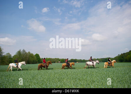 Cinque donne cavalcare i loro cavalli lungo un percorso nei pressi di Neubrueck, Germania, 03 maggio 2012. Questi cinque piloti la prova a 130 km di cavallo hicking sentiero attraverso il Seenland Oder-Spree. Il gruppo locale Oderland e.V. organizza lo sviluppo rurale integrato della regione, uno dei suoi progetti in corso di cavallo hicking. Foto: Patrick Pleul Foto Stock