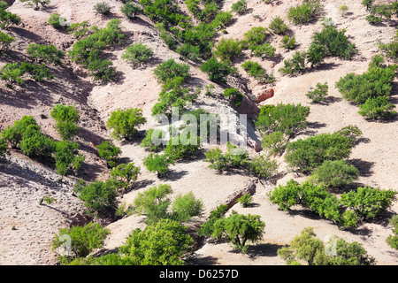 Gli alberi di Argan (Argania spinosa) in Marocco. Foto Stock