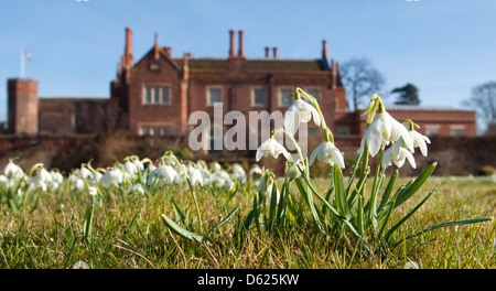 Snowdrops a Hodsock Priory, Blyth Nottinghamshire England Regno Unito Foto Stock