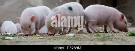 Maiale in miniatura di suinetti sniff per qualcosa da mangiare nel loro recinto presso lo zoo di Hannover, Germania, 15 maggio 2012. Dieci mini maiali, 8 femmine e due maschi, sono nati il 06 aprile al maiale Madre Marianne. Mini maiali sono piccoli maiali domestici che crescono da 50 centimetri di altezza e 100 centimetri. Foto: JOCHEN LUEBKE Foto Stock