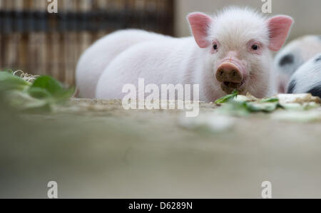 Maiale in miniatura di suinetti sniff per qualcosa da mangiare nel loro recinto presso lo zoo di Hannover, Germania, 15 maggio 2012. Dieci mini maiali, 8 femmine e due maschi, sono nati il 06 aprile al maiale Madre Marianne. Mini maiali sono piccoli maiali domestici che crescono da 50 centimetri di altezza e 100 centimetri. Foto: JOCHEN LUEBKE Foto Stock