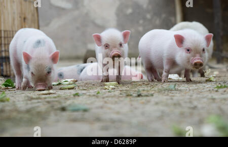 Maiale in miniatura di suinetti sniff per qualcosa da mangiare nel loro recinto presso lo zoo di Hannover, Germania, 15 maggio 2012. Dieci mini maiali, 8 femmine e due maschi, sono nati il 06 aprile al maiale Madre Marianne. Mini maiali sono piccoli maiali domestici che crescono da 50 centimetri di altezza e 100 centimetri. Foto: JOCHEN LUEBKE Foto Stock