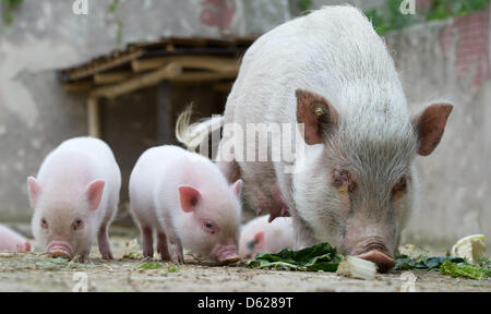 Maiale in miniatura di suinetti sniff per qualcosa da mangiare nel loro recinto presso lo zoo di Hannover, Germania, 15 maggio 2012. Dieci mini maiali, 8 femmine e due maschi, sono nati il 06 aprile al maiale Madre Marianne. Mini maiali sono piccoli maiali domestici che crescono da 50 centimetri di altezza e 100 centimetri. Foto: JOCHEN LUEBKE Foto Stock