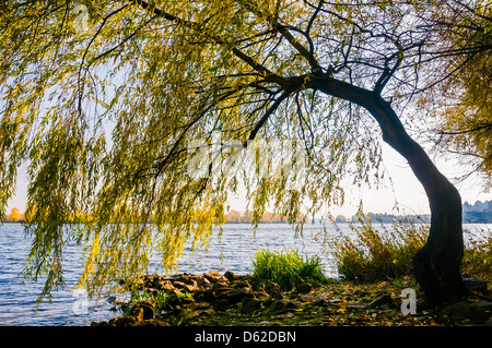 Willow vicino al fiume Dniper presto all'alba Foto Stock