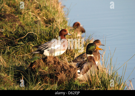 Gruppo di wigeons eurasiatica (Anas penelope) in una impostazione invernale Foto Stock