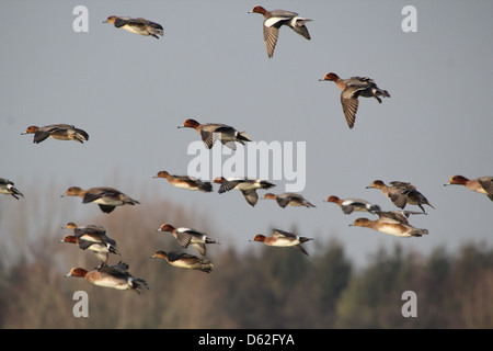 Gruppo di wigeon eurasiatici (Mareca penelope) in volo Foto Stock