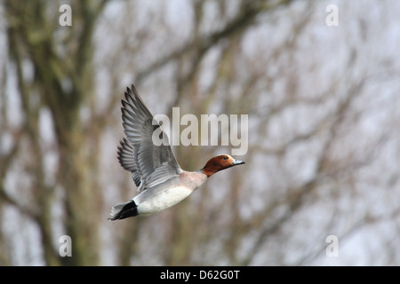 Close-up di un maschio di fischione (Anas penelope) in volo Foto Stock