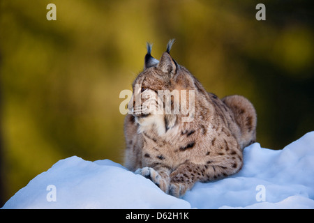 Ritratto di lince euroasiatica (Lynx lynx), sottospecie carpathica, nella neve. In Germania, in Baviera, Parco Nazionale Bayerischer Wald. Foto Stock