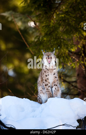Ritratto di una lince euroasiatica (Lynx lynx), sottospecie carpathica, d'inverno. In Germania, in Baviera, Parco Nazionale Bayerischer Wald. Foto Stock