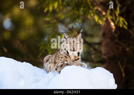 Ritratto di lince euroasiatica (Lynx lynx), sottospecie carpathica, nella neve. In Germania, in Baviera, Parco Nazionale Bayerischer Wald. Foto Stock