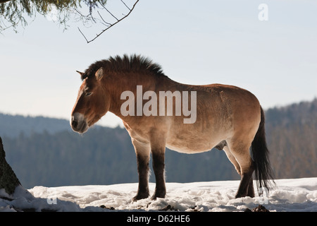 In Germania, in Baviera, Parco Nazionale Bayerischer Wald. Cavallo di Przewalski o Takhi (Equus ferus przewalskii) nella neve, captive. Foto Stock