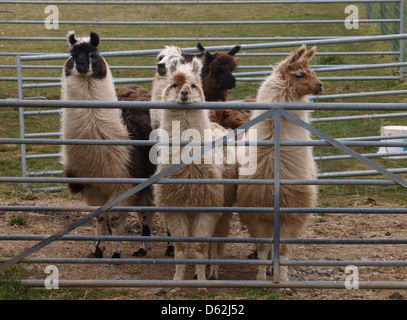 Llama in tenendo la penna in una fattoria, UK, 2013 Foto Stock