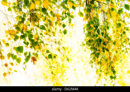 Foglie traslucido con una molla luce attraverso Foto Stock