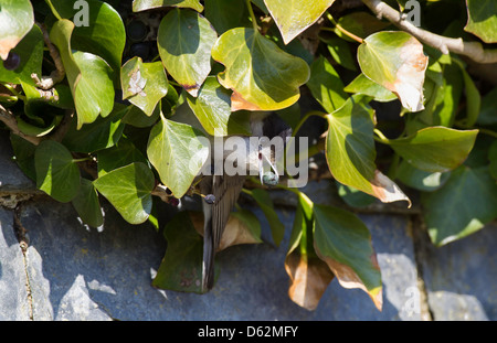 Sylvia atricapilla - Maschio Capinera appollaiato in un ivy bush, di alimentazione su un edera berry Foto Stock