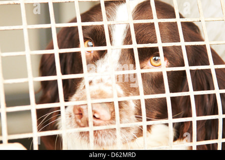 Una Springer Spaniel utilizzato come farmaco cerca cane da una forza di polizia Foto Stock