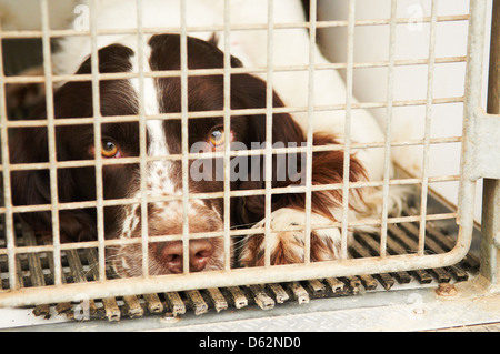 Una Springer Spaniel utilizzato come farmaco cerca cane da una forza di polizia Foto Stock