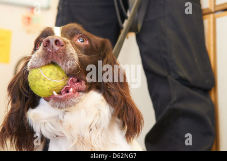 Una Springer Spaniel utilizzato come farmaco cerca cane da una forza di polizia Foto Stock