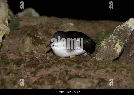 Puffinus puffinus - Manx Shearwater a riposo sul terreno Foto Stock