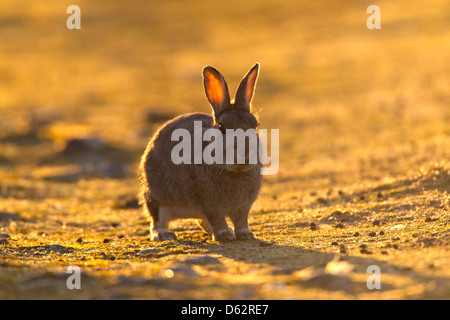 Oryctolagus cuniculas - fermo coniglio selvatico retro-illuminato da una luce calda del tramonto Foto Stock