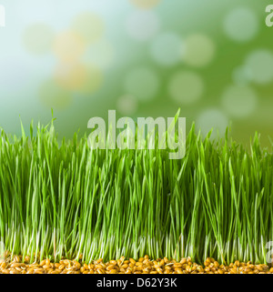 I germi di grano giovani in erba Foto Stock
