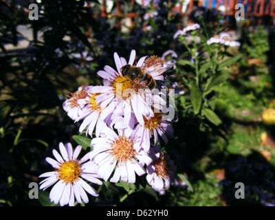 Lavorando Ape su fiori Foto Stock