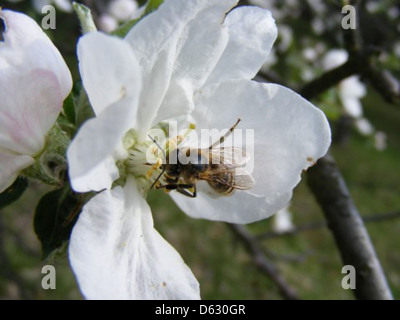 Working-Bee-su-Apple-Flowers 23238-480x360 Foto Stock