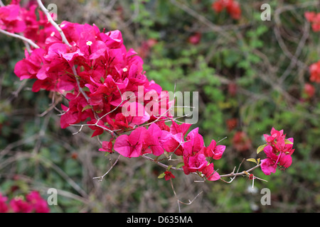 Il giorno moderno ibridi di Bougainvillea spectabilis (B. Brasiliensis) e B. glabra fioritura spinosa woody di piante di vite Foto Stock