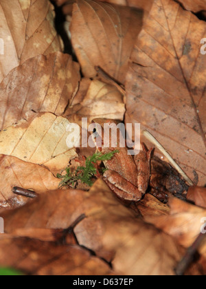 La rana europea (Hyla arborea) è arroccata su foglie nel suo habitat naturale. Questa specie è conosciuta per il suo colore verde vivace e la sua capacità di adattarsi a vari ambienti, tra cui foreste e zone umide. Foto Stock