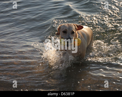 Un cane gioca in acqua, spruzzando e godendosi la vita all'aria aperta. L'immagine cattura l'energia giocosa del cane e la scena rinfrescante dell'acqua, con particolare attenzione al movimento dell'animale e all'ambiente naturale. Foto Stock
