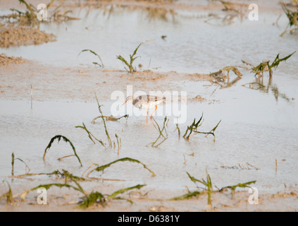 Trampolieri Redshank Porto di segale Foto Stock