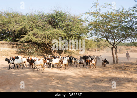 Allevamento di capre essendo shepherded, Minnanthu, Bagan, Myanmar (Birmania) Foto Stock