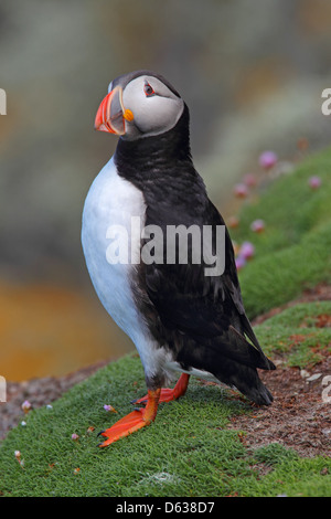 Adulto Atlantic Puffin Fratercula arctica sulle isole Shetland, Scotland, Regno Unito Foto Stock