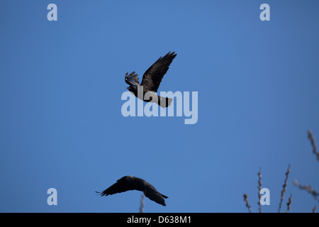 Corvi neri battenti contro il cielo blu chiaro Foto Stock