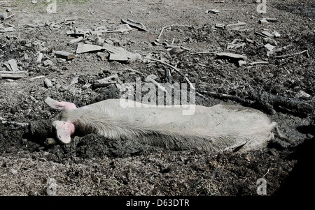 Appoggio di maiale nel fango Foto Stock