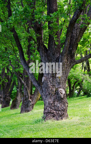 Linea degli alberi Foto Stock