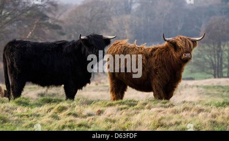 Kyloe,due bovini Highland un mantello nero uno rosso rivestire nel campo,vista laterale Foto Stock