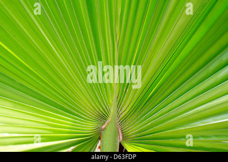 Di foglie di palma Texture Foto Stock