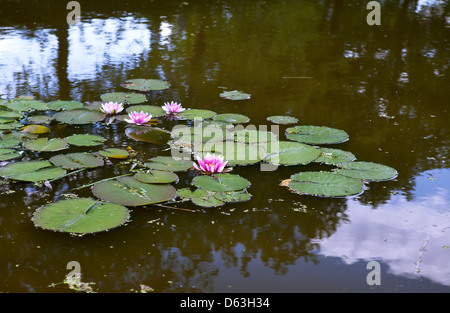 Famiglia Nymphaeaceae della fioritura di piante in acqua Foto Stock