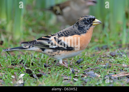 Fringilla montifringilla maschile in inverno / non-allevamento piumaggio in un giardino britannico Foto Stock