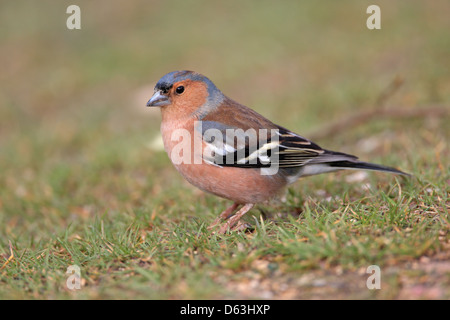 Comune maschio fringuello Fringilla coelebs uccello in un giardino inglese Foto Stock