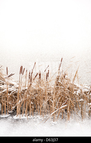 Neve su Typha ance e acqua congelata Foto Stock