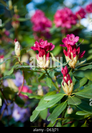 Rhododendron o Azalea boccioli rosa luminoso Foto Stock