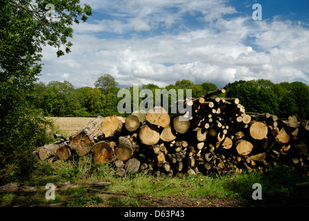 I registri di albero impilate su terreno coltivato nel Kent, Inghilterra, Regno Unito, Foto Stock