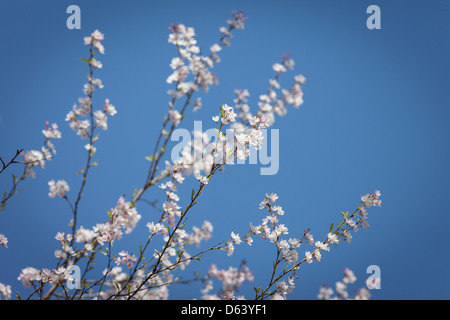 Fiori Ciliegio contro un cielo blu Foto Stock